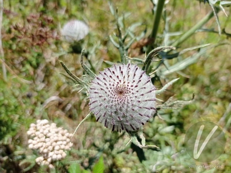 Wollköpfige Kratzdistel: Blüten