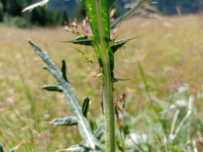 Wollköpfige Kratzdistel: Blätter, Stengel