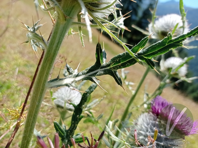 Wollköpfige Kratzdistel: Blätter, Stengel