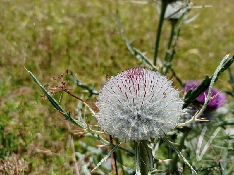 Wollköpfige Kratzdistel: Blüten