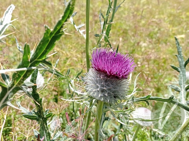 Wollköpfige Kratzdistel: Blüten