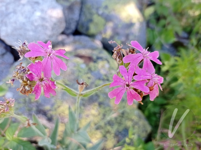 Jupiter-Lichtnelke: Blüten