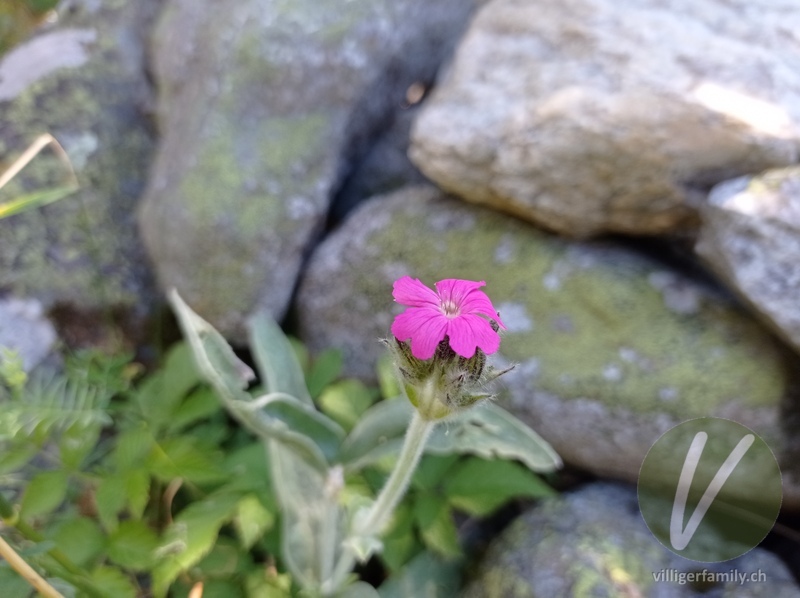 Jupiter-Lichtnelke: Blüten