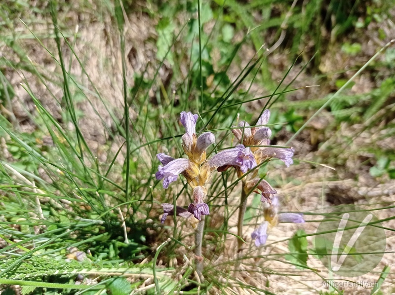 Sand-Würger: Blüten