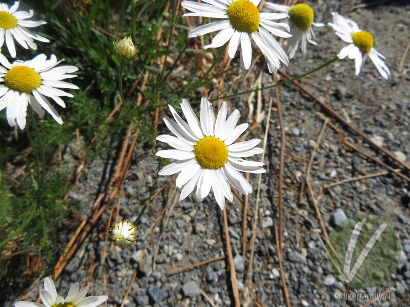 Geruchlose Strandkamille: Blüten