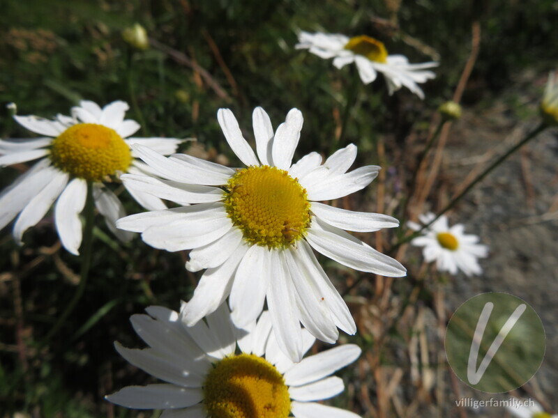 Geruchlose Strandkamille: Blüten