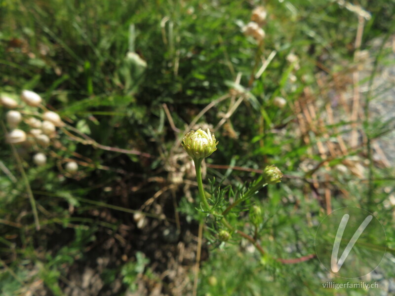 Geruchlose Strandkamille: Blüten