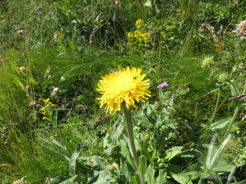 Einköpfiges Ferkelkraut: Blüten