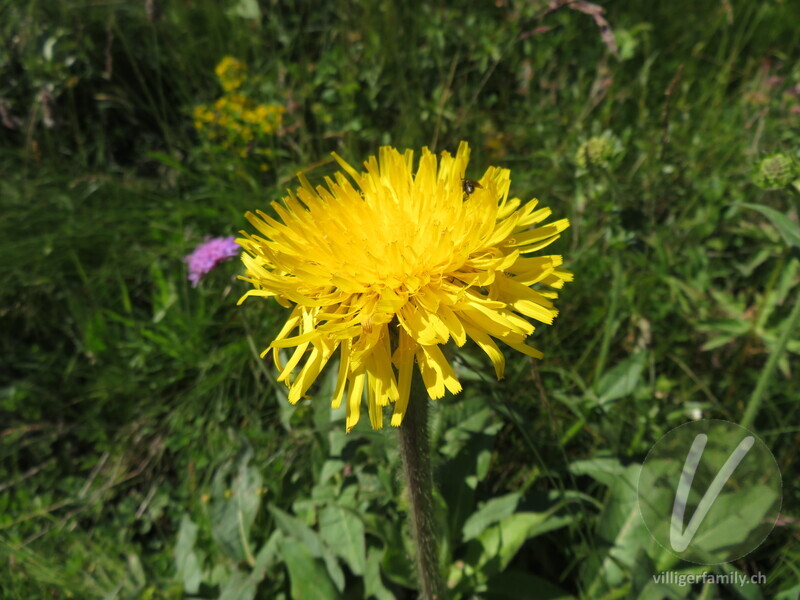 Einköpfiges Ferkelkraut: Blüten