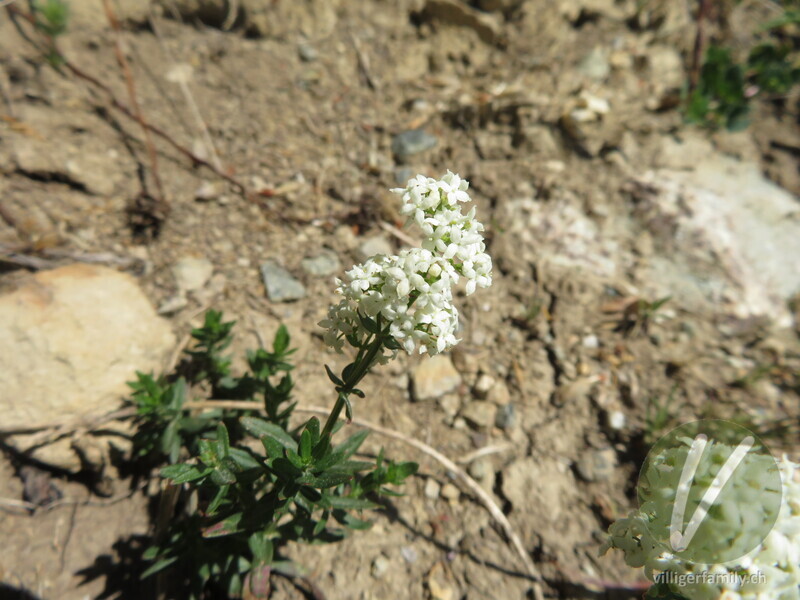 Nordisches Labkraut: Blüten