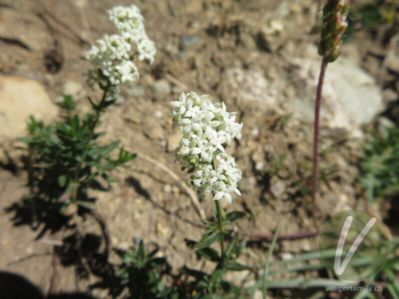 Nordisches Labkraut: Blüten