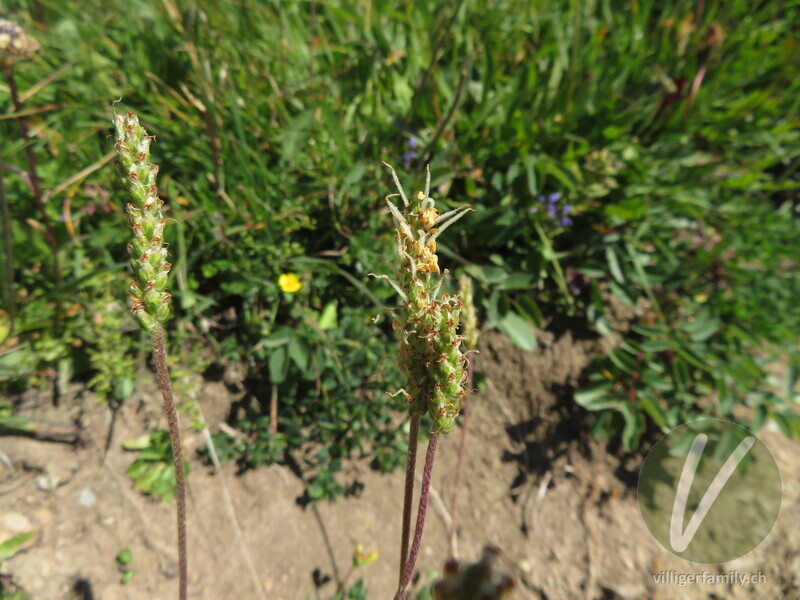 Schlangen-Wegerich: Blüten