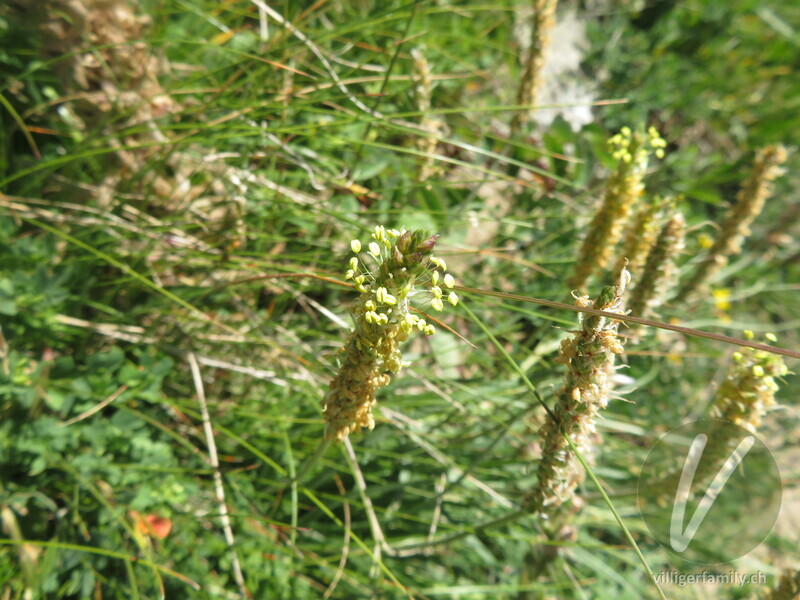 Schlangen-Wegerich: Blüten