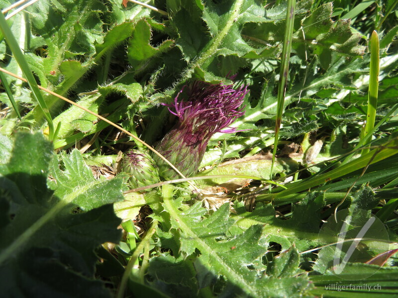 Stängellose Kratzdistel: Blüten