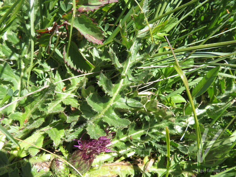 Stängellose Kratzdistel: Blätter