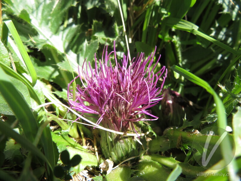 Stängellose Kratzdistel: Blüten