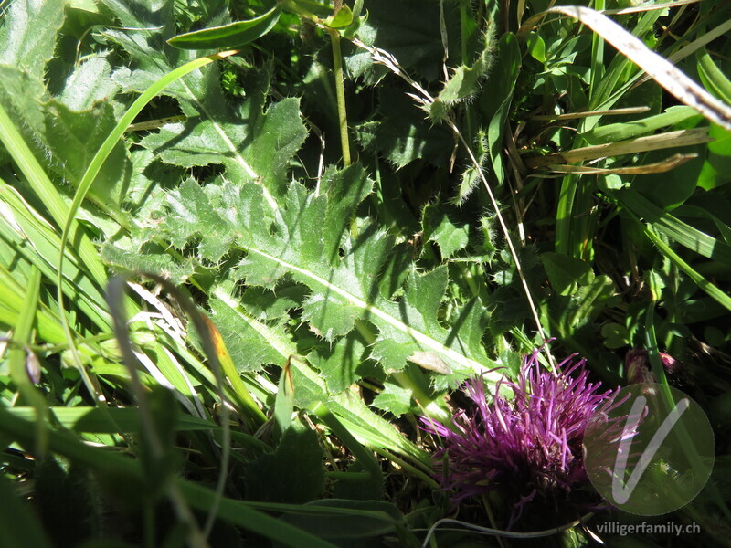 Stängellose Kratzdistel: Blätter