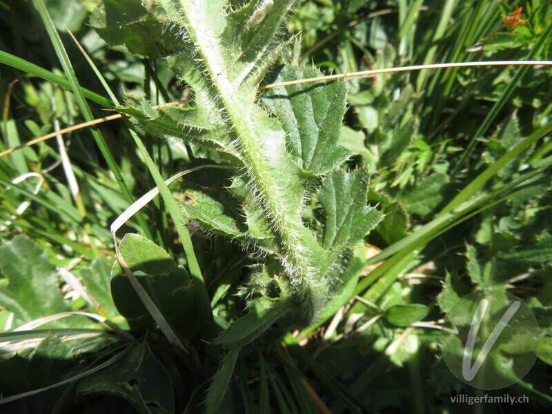 Stängellose Kratzdistel: Blätter