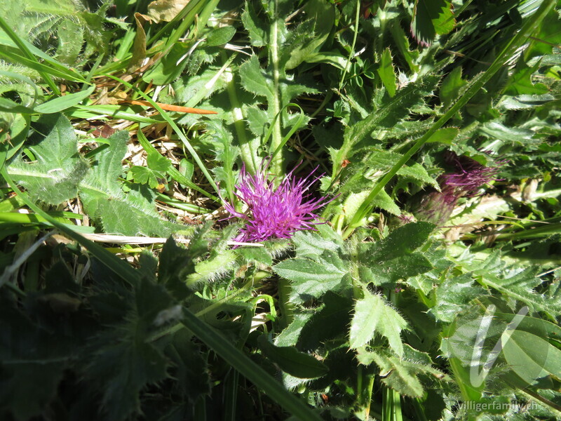 Stängellose Kratzdistel: Gesamtbild