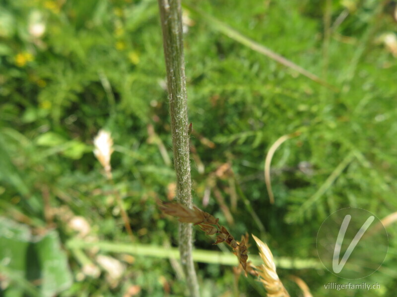 Gewöhnliche Berg-Distel: Stengel