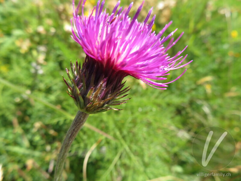 Gewöhnliche Berg-Distel: Blüten