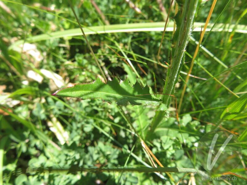 Gewöhnliche Berg-Distel: Blätter