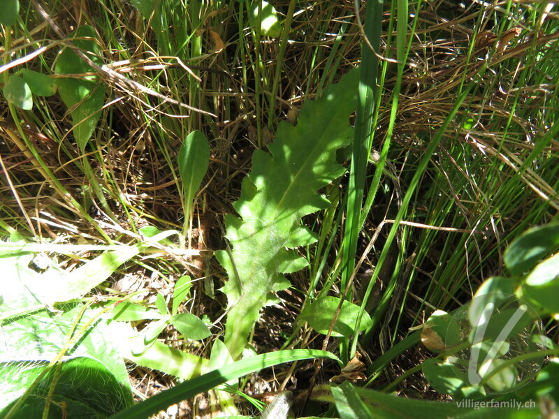 Gewöhnliche Berg-Distel: Blätter