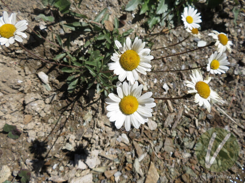 Berg-Wiesen-Margerite: Blüten