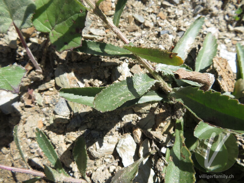 Berg-Wiesen-Margerite: Blätter