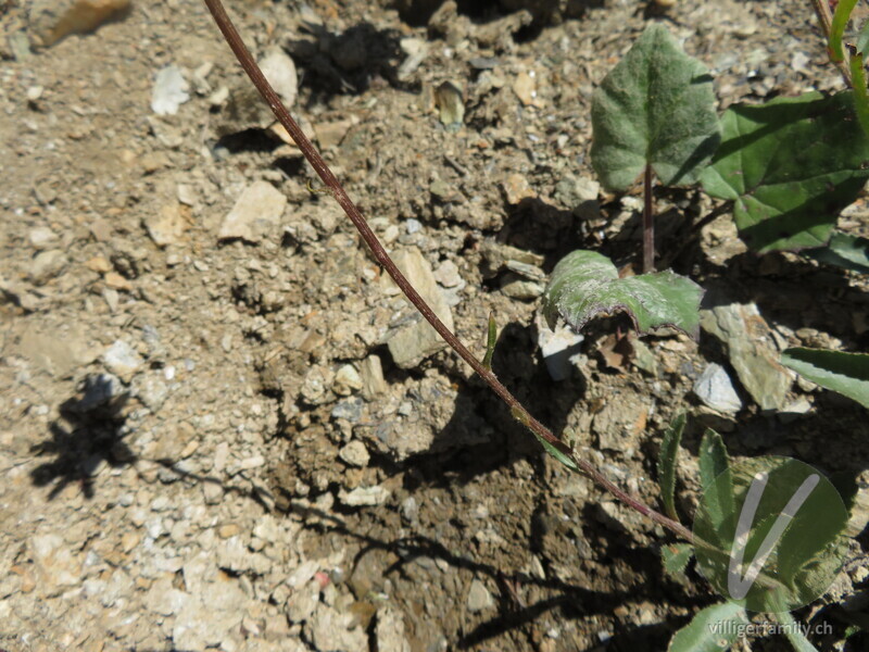 Berg-Wiesen-Margerite: Stengel