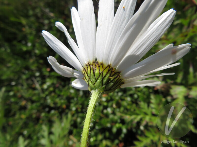 Berg-Wiesen-Margerite: Blüten