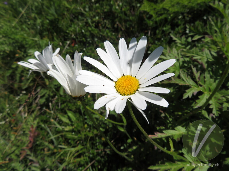 Berg-Wiesen-Margerite: Blüten