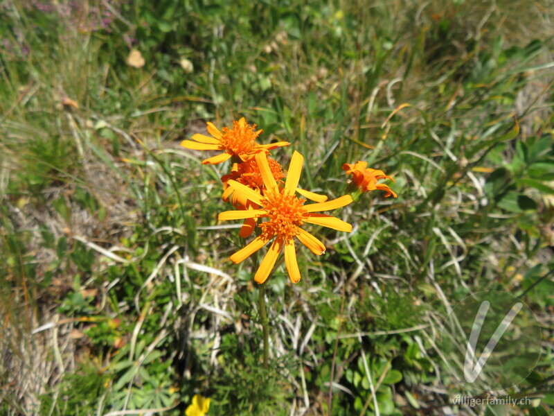 Eberreisblättriges Greiskraut: Blüten