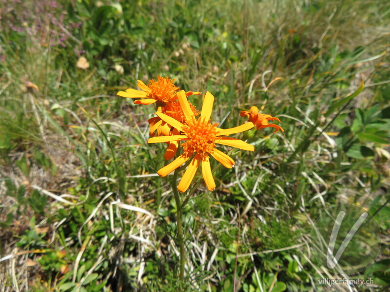 Eberreisblättriges Greiskraut: Blüten