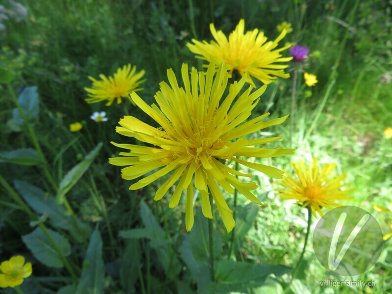 Pyrenäen-Pippau: Blüten