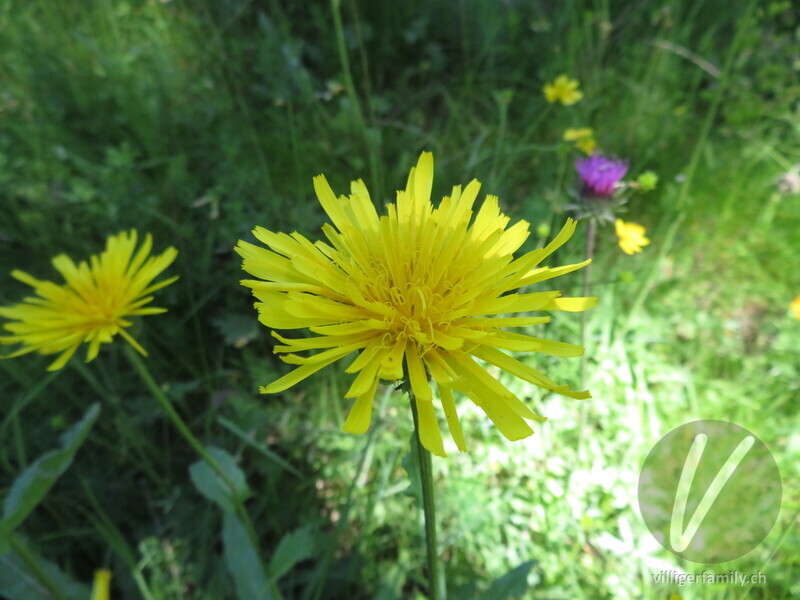 Pyrenäen-Pippau: Blüten