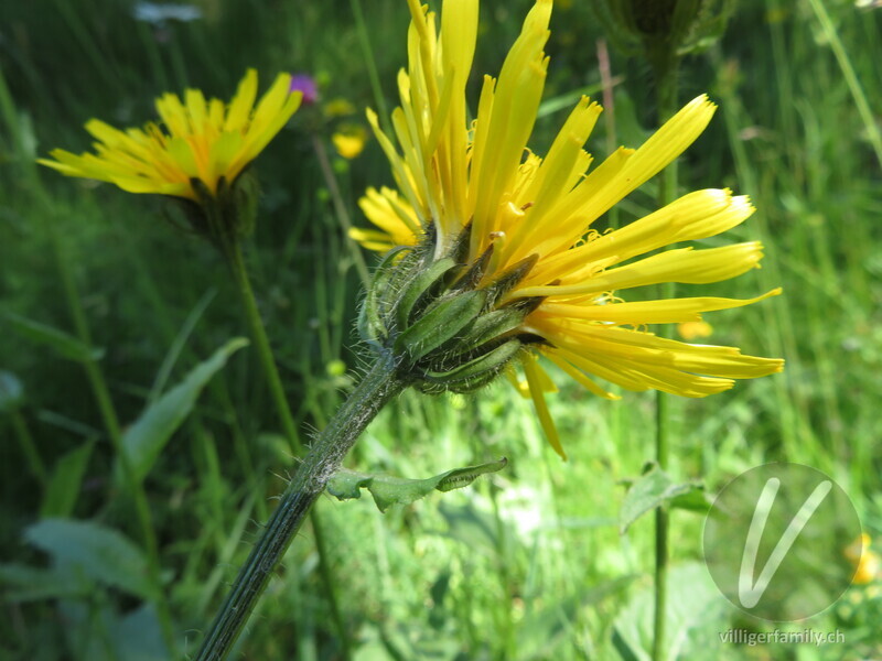 Pyrenäen-Pippau: Blüten, Stengel