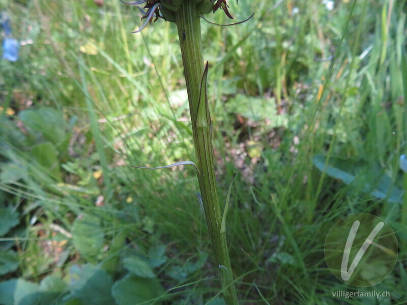 Schwarzes Männertreu: Stengel