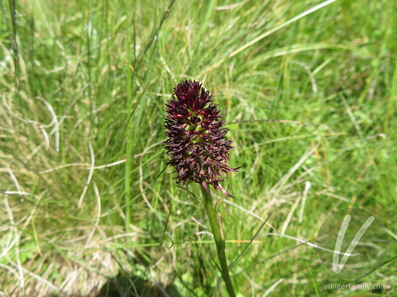 Schwarzes Männertreu: Blüten