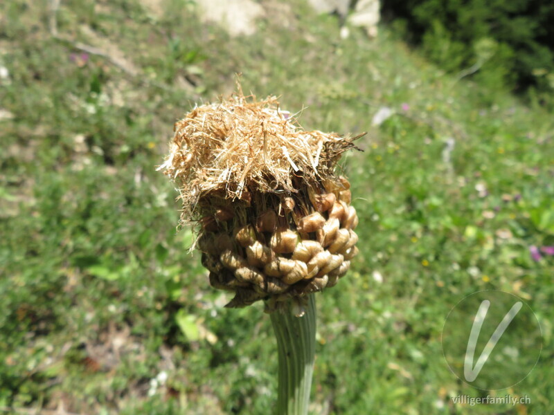 Alpen-Bergscharte: Früchte