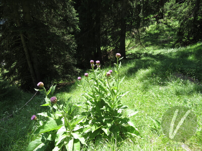 Alpen-Bergscharte: Gesamtbild