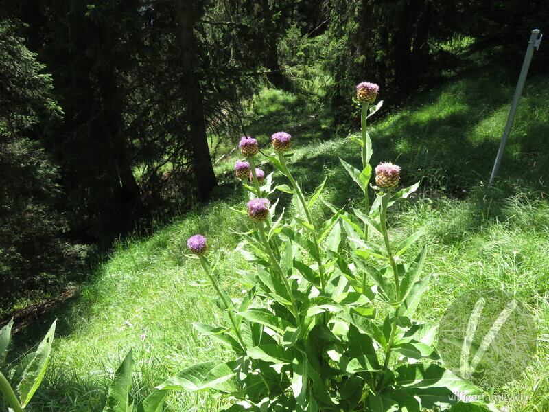 Alpen-Bergscharte: Gesamtbild