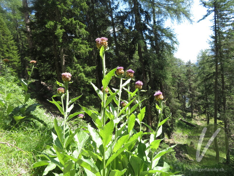 Alpen-Bergscharte: Gesamtbild