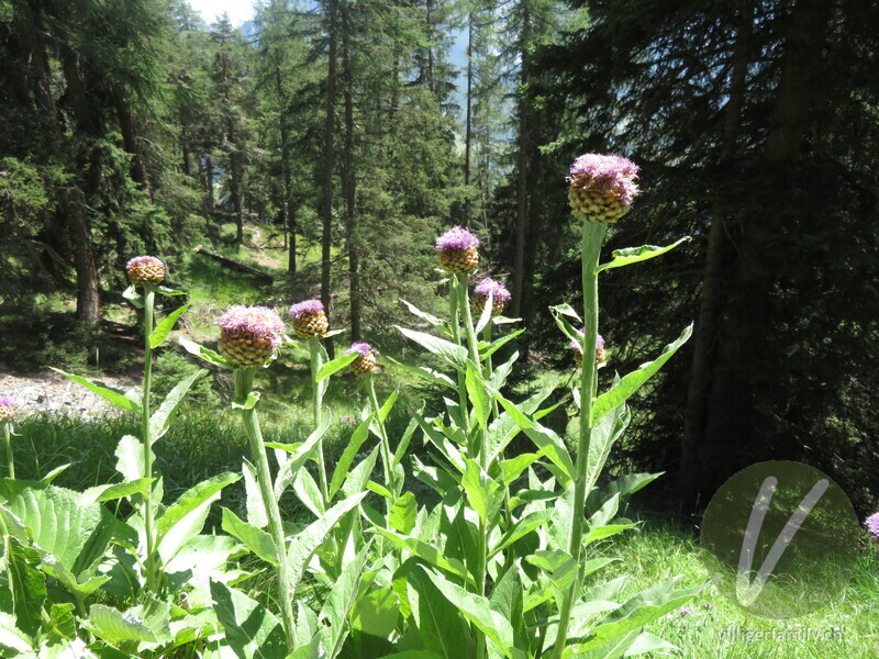 Alpen-Bergscharte: Gesamtbild