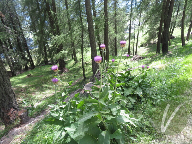 Alpen-Bergscharte: Gesamtbild