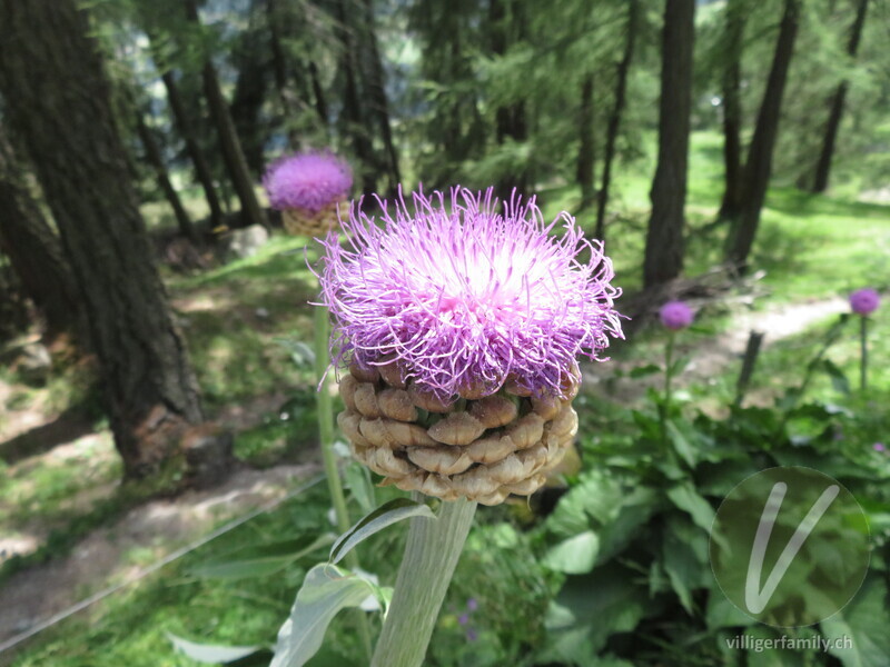 Alpen-Bergscharte: Blüten