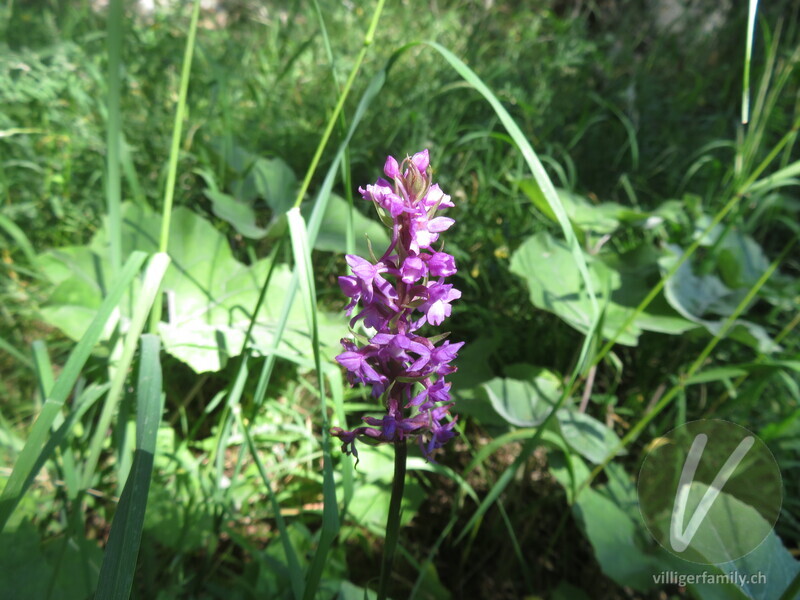 Langspornige Handwurz: Blüten