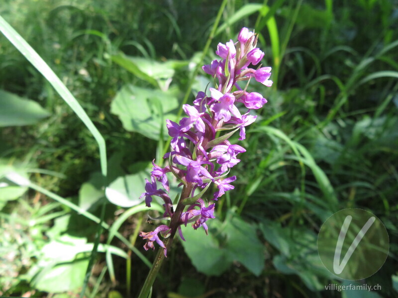 Langspornige Handwurz: Blüten