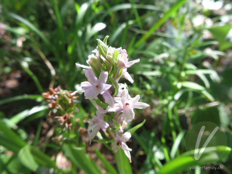 Langspornige Handwurz: Blüten