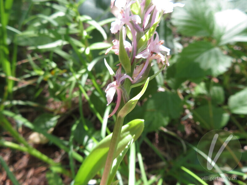 Langspornige Handwurz: Blüten